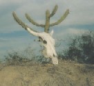 Kaktus